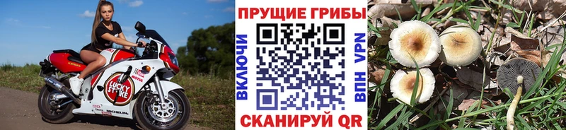 Псилоцибиновые грибы мицелий  Купить где  Белая Калитва 